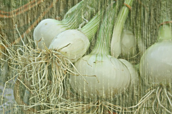 Spring Onions