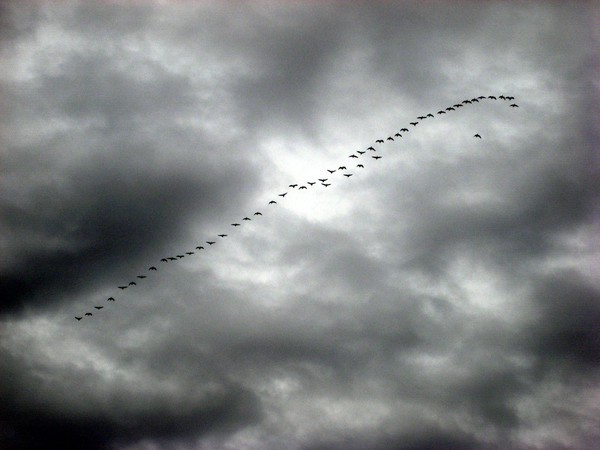 Wedge of Birds.