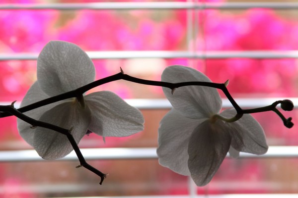 Faded Phalenopsis orchid flowers