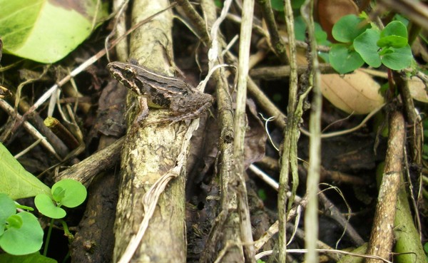 Froggy