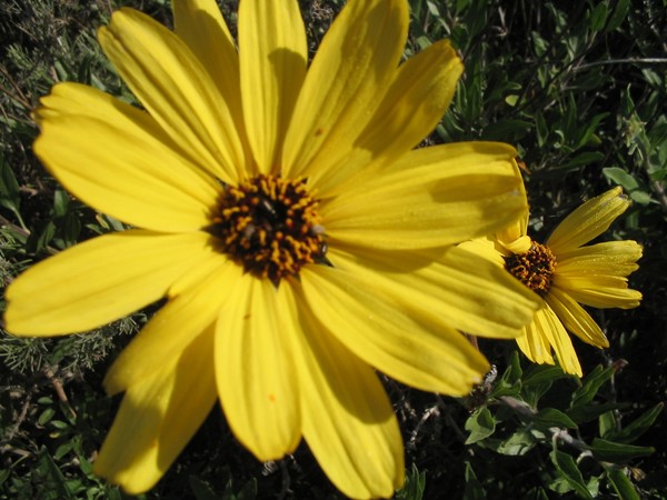Daisy?