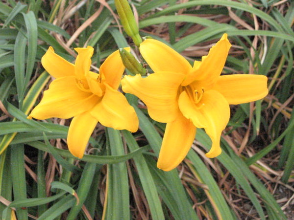 Orange Flowers
