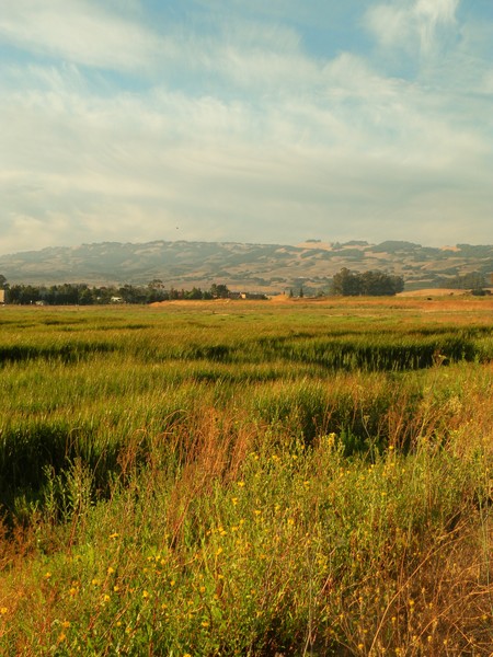 Sonoma Mountains from Ellis Creek environs