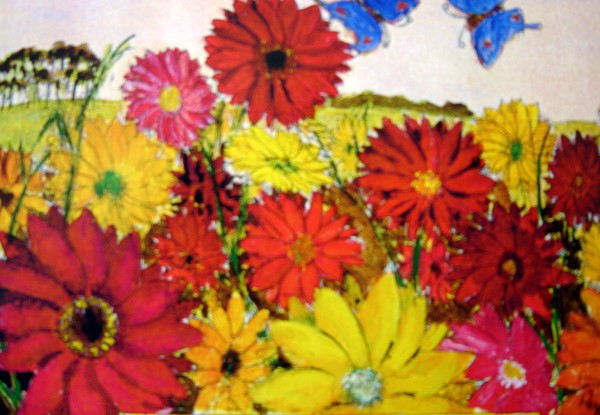 Gerberas Phillip Island Australia