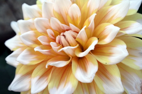 Beautiful Dahlia