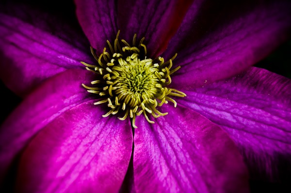 The Perfect Flower