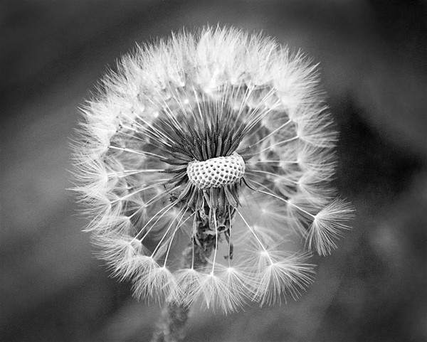 PinWeed