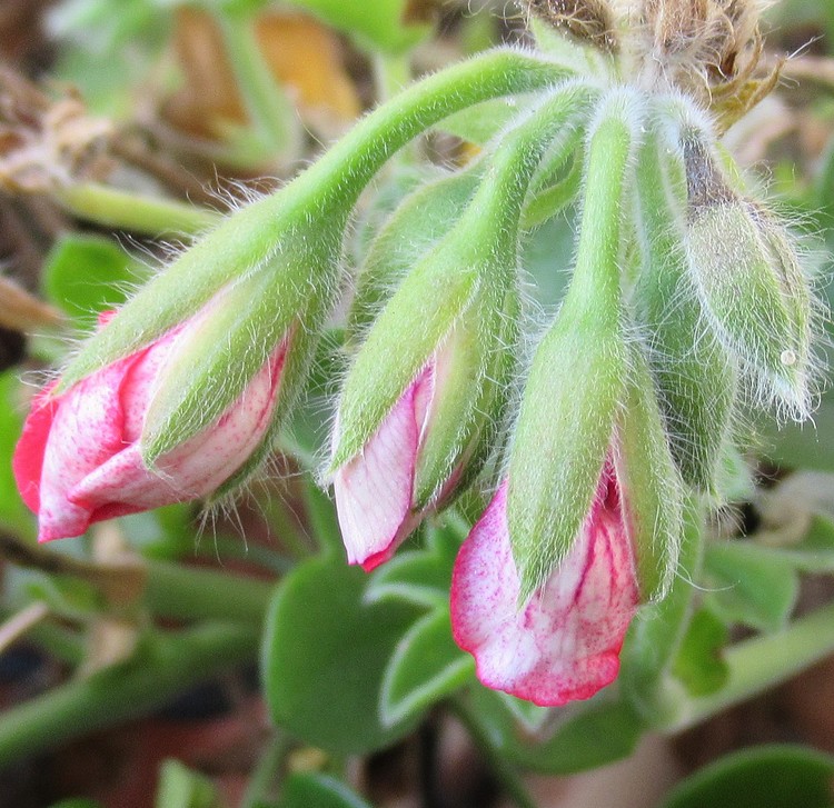 GERANIUM ON MY BALCONY !!