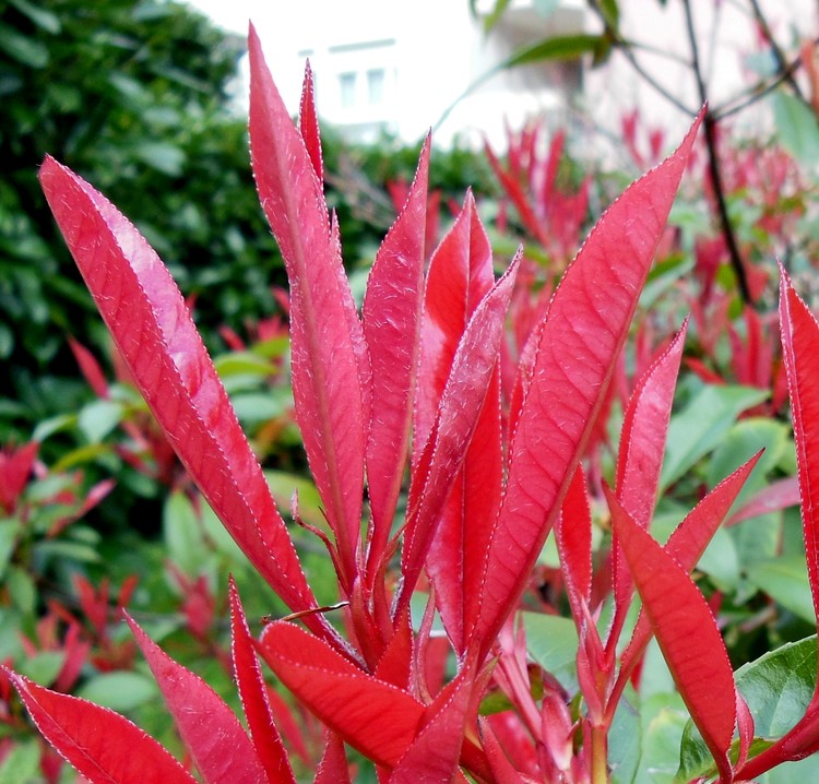 PHOTINIA