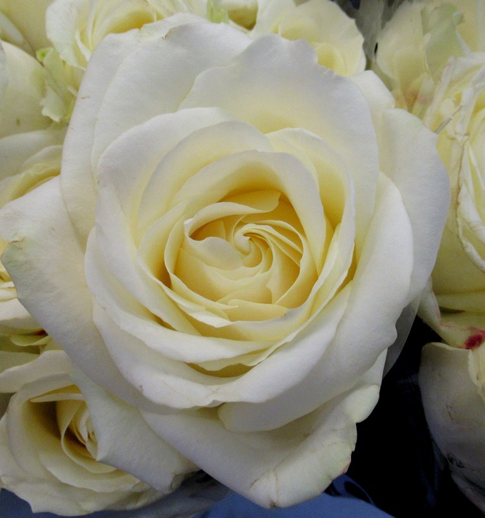 CREAMY ROSE