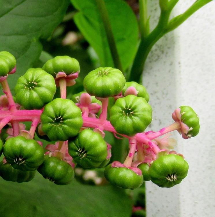 STRANGE PLANT