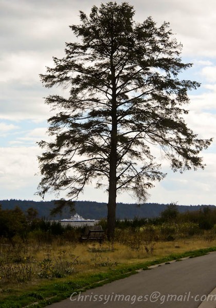 my favourite tree