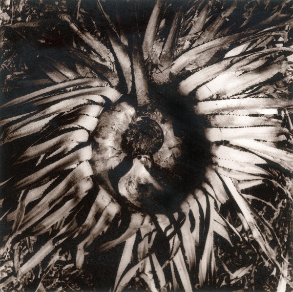 Eye of Agave