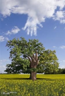 tree
