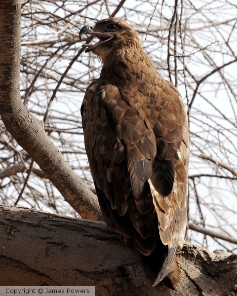 Steppe Eagle0