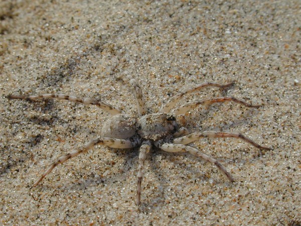 Beach Spider