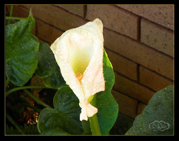 Fading beauty