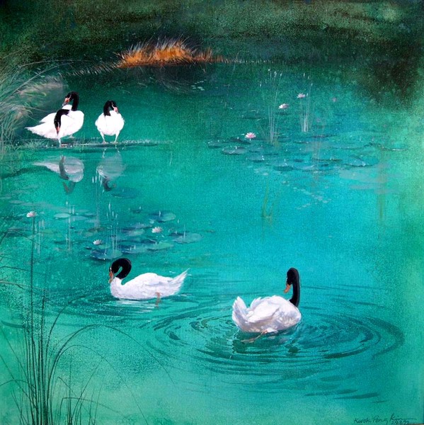 Black-Neck Swan
