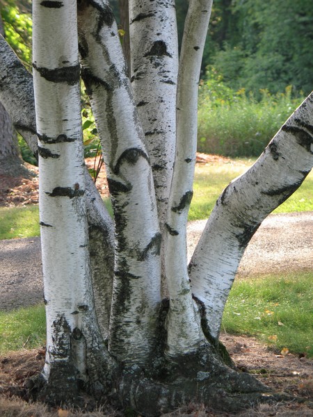 White Birch