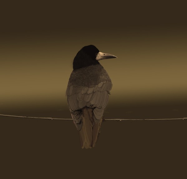 A bird ...on a wire