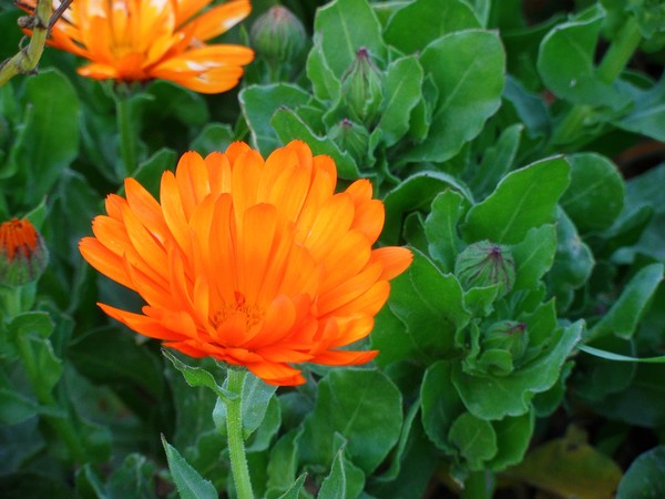 Orange Explosion