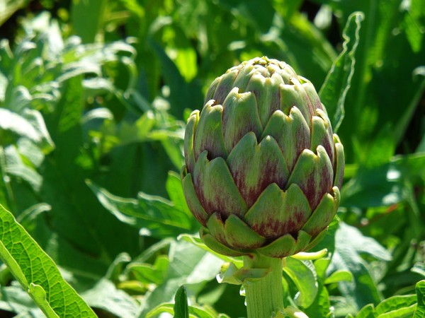 Artichoke