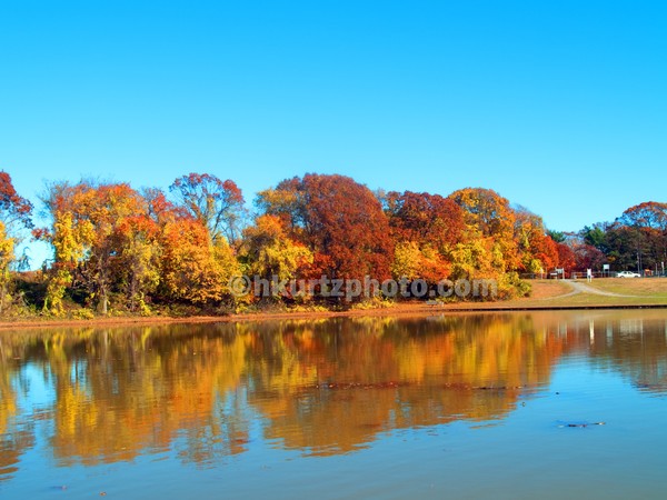 Trees on the pond