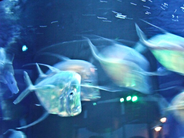 Blurr
