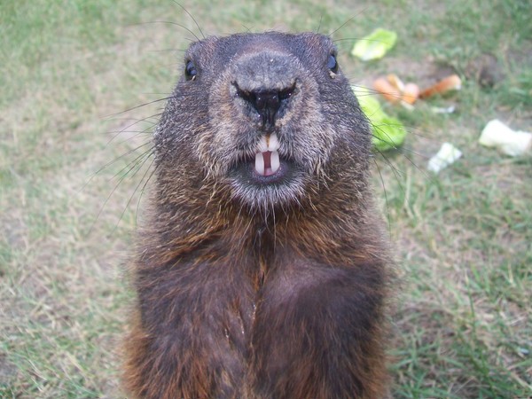 groundhog
