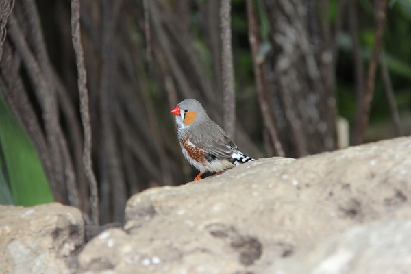 Finch beauty