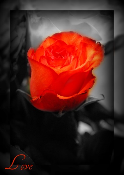 Roses