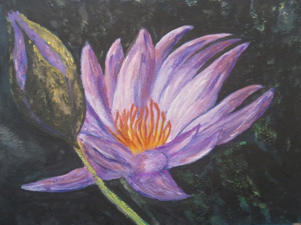 lily 