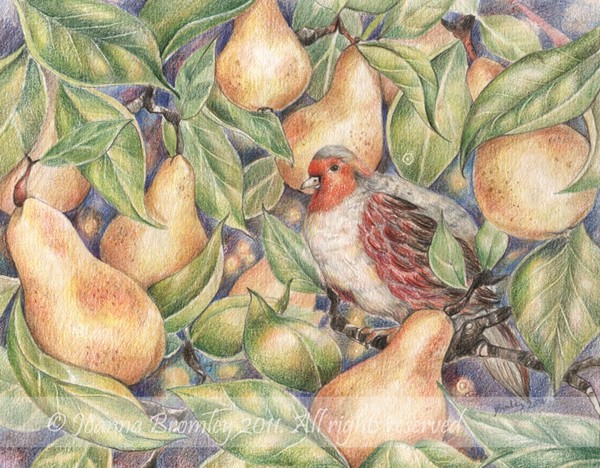 Partridge in a Pear Tree