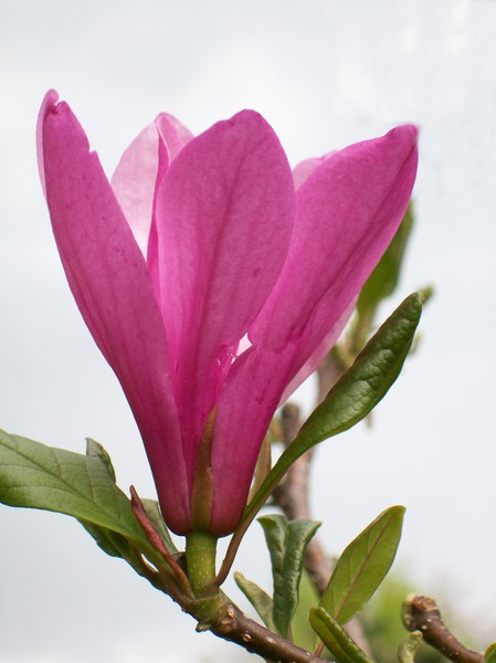 Magnolia Blossom