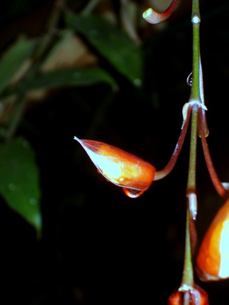 DROPLET