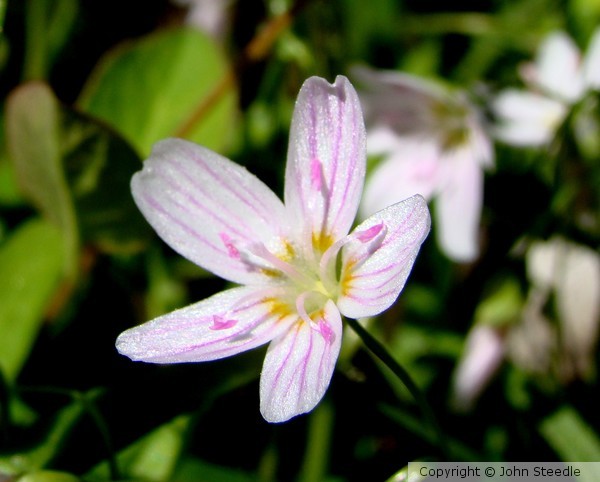 Spring 0713