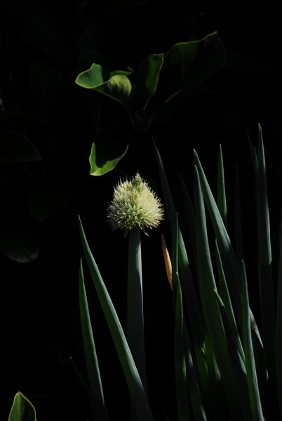 Bloomin' Onion