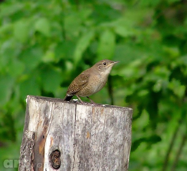 Wren on Stage