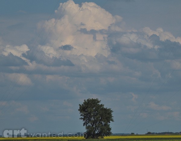 LONELY TREE 2