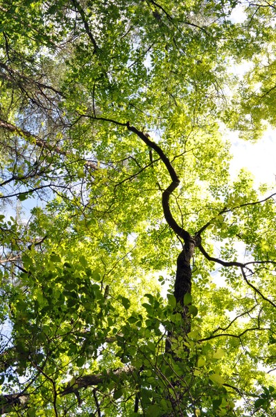 When You See A Tree, I See Art