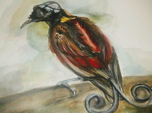 Wilson's bird of paradise 