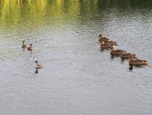 Mothers keeping watch.