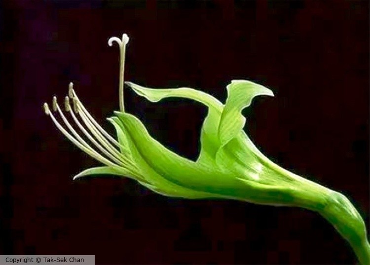 A rare green lily, 12-05-2020