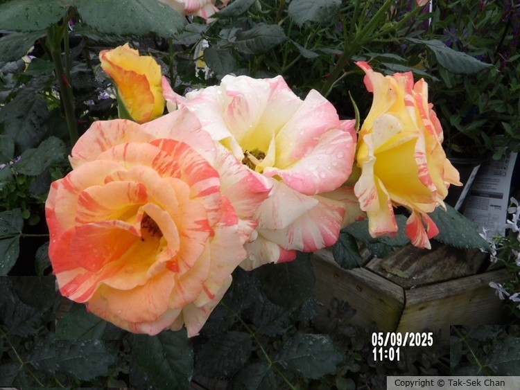 Rose, Russell's, Wayland, MA 05-09-2025