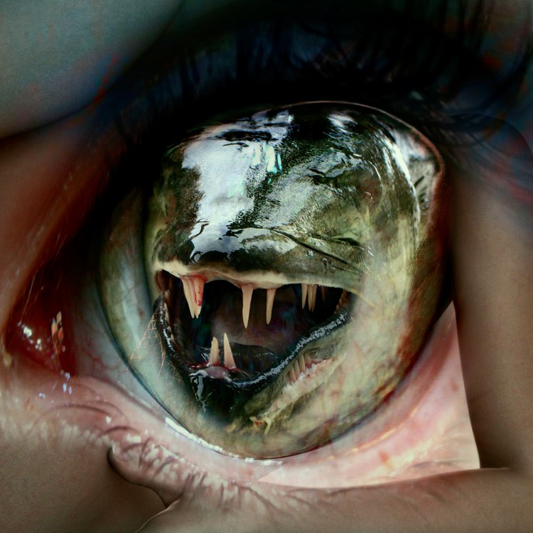 Barracuda