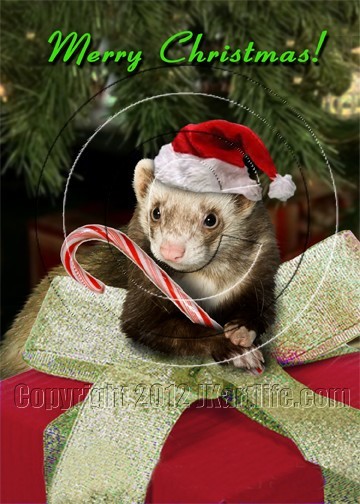Ferret Christmas