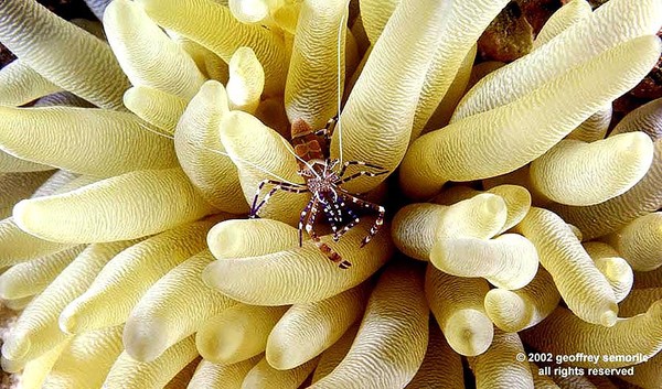 JEWEL IN THE CROWN