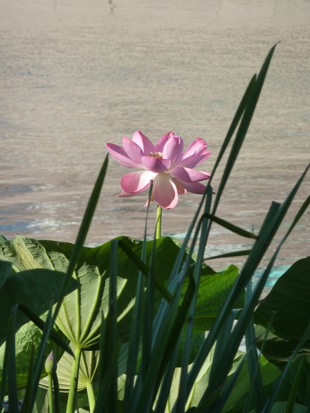 known as lotus