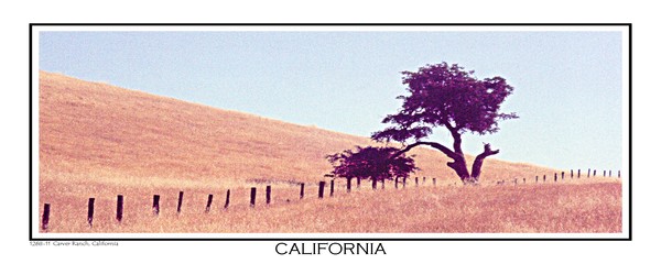 1268 11 Tree CARD