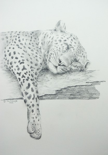 Sleeping Leopard